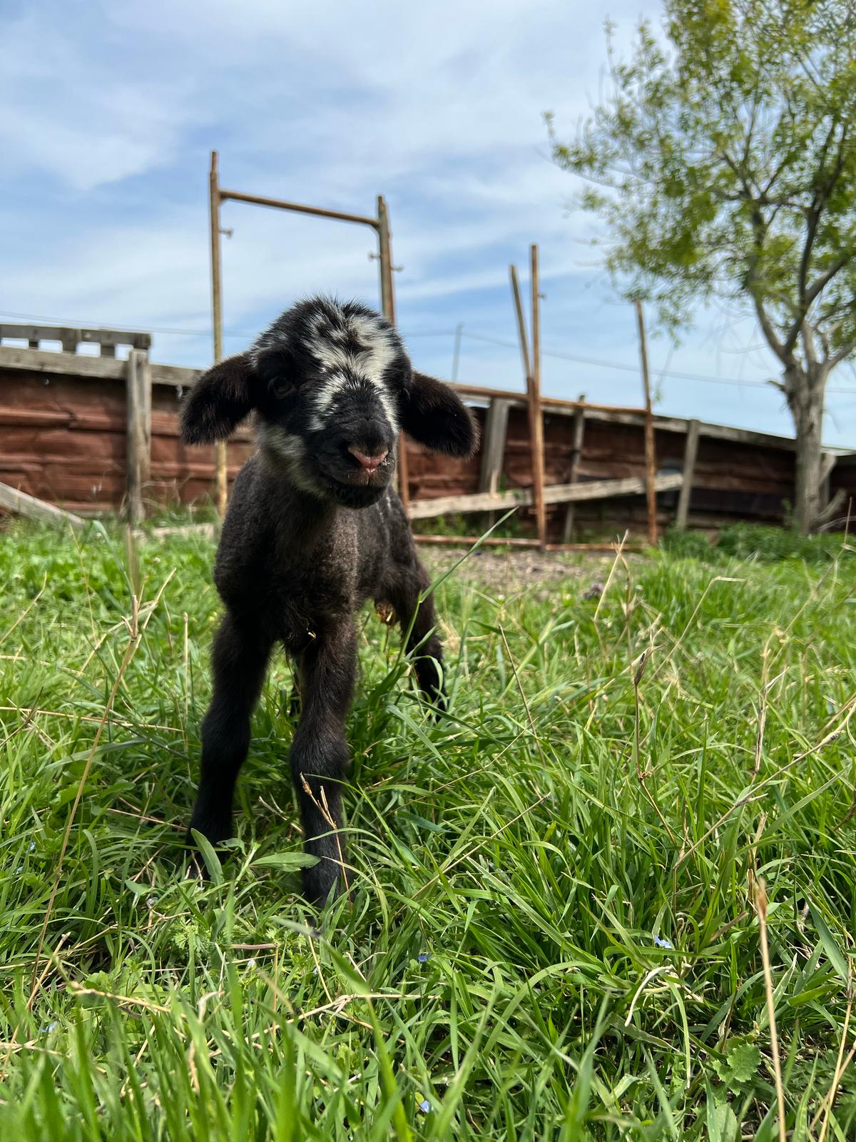 Resul Çiftlik Adaklık ve Kurbanlık